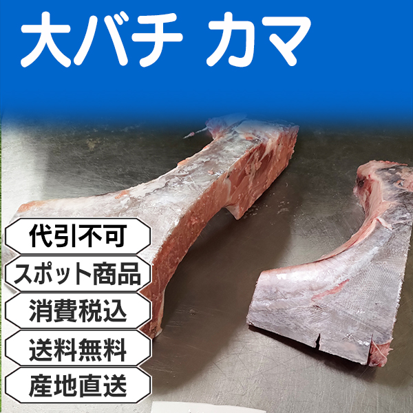 不定貫 大バチ 国産 天然 皮付き  カマ 神奈川県 三浦産 約500から800g 10kg箱(配送不可：沖縄・離島)