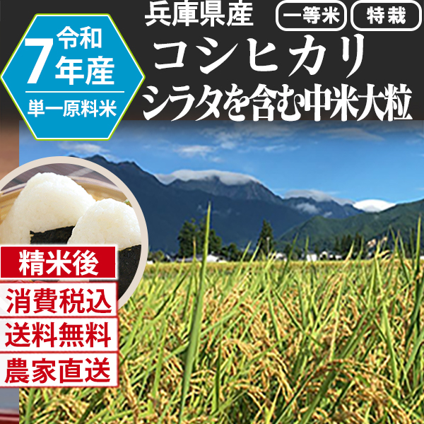 シラタ多めのコシヒカリ 兵庫県 R7年産 単銘柄 大粒中米 精白米 30kg(5kg×6) ×3【代引不可】 発送は発送予定表を要確認 (消費税・送料込/配送不可：沖縄・離島)