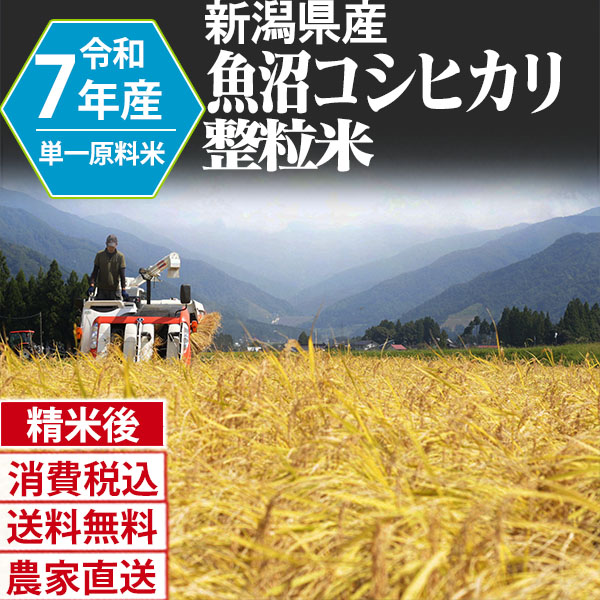 魚沼コシヒカリ 新潟県 南魚沼 R7年産 1等米 単銘柄 大粒整粒米 精白米 90kg(5kg×6)×3 【銀行振込_Paid決済_Card決済】【賞味期限（精米後） 中米：20日 整粒米：40日】 発送は発送予定表を要確認 (消費税・送料込/配送不可：沖縄・離島)